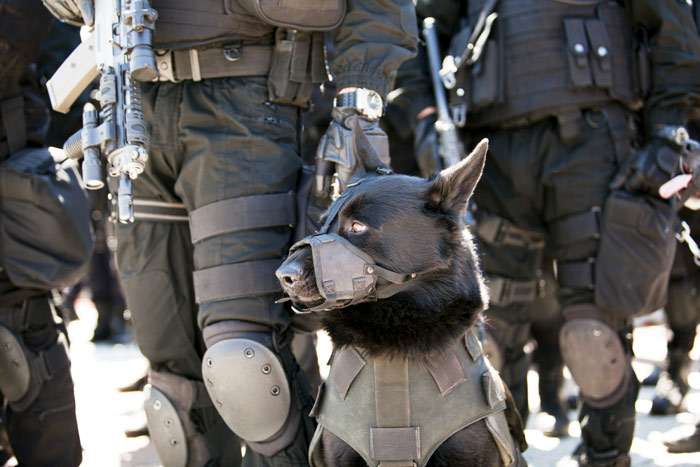 Полицейская собака, военная собака в снаряжении, фото фотография собаки