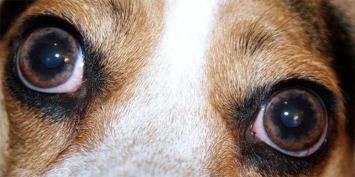 Испуганные глаза собаки, фото фотография собаки