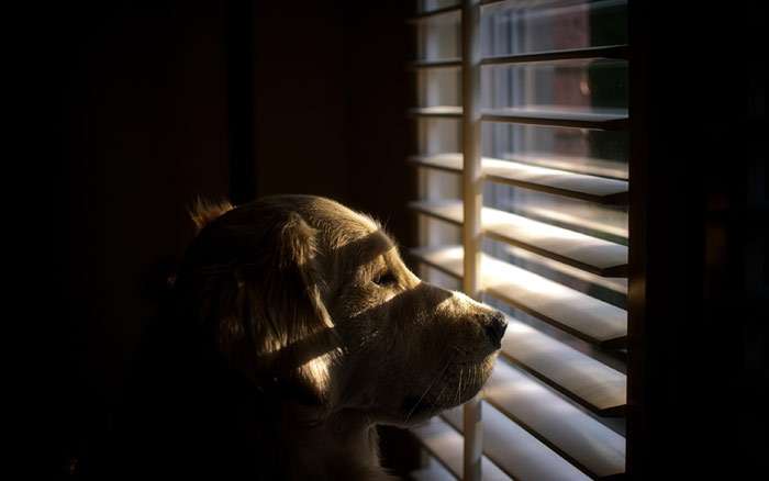Золотистый ретривер подглядывает в окно через жалюзи, фото фотография собаки
