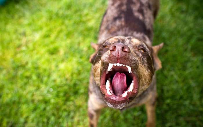 Агрессивная собака, скалится нападает лает, фото фотография собаки
