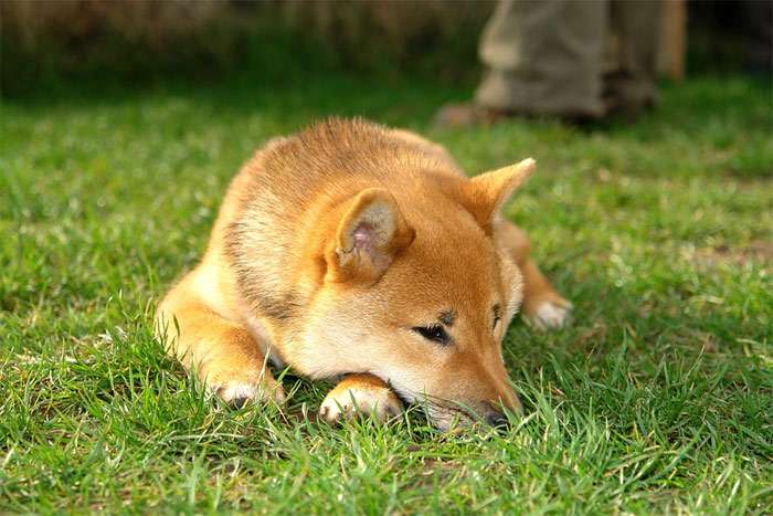 Шиба ину лежит на зеленой траве, фото фотография собаки