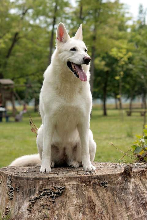 Белая овчарка, фото фотография собаки
