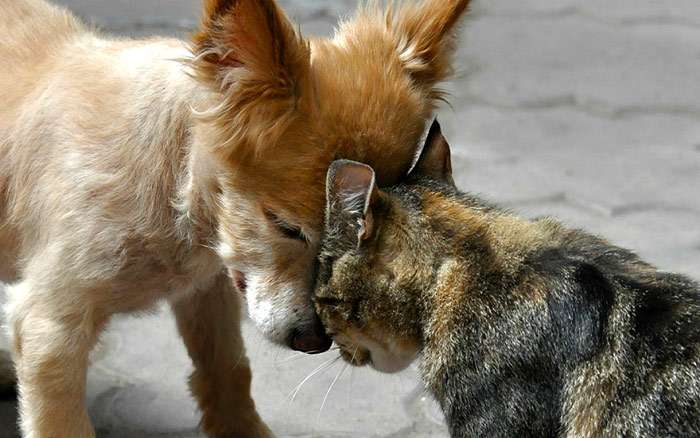 Кошка и собака трутся друг о друга лбами, фото фотография собаки