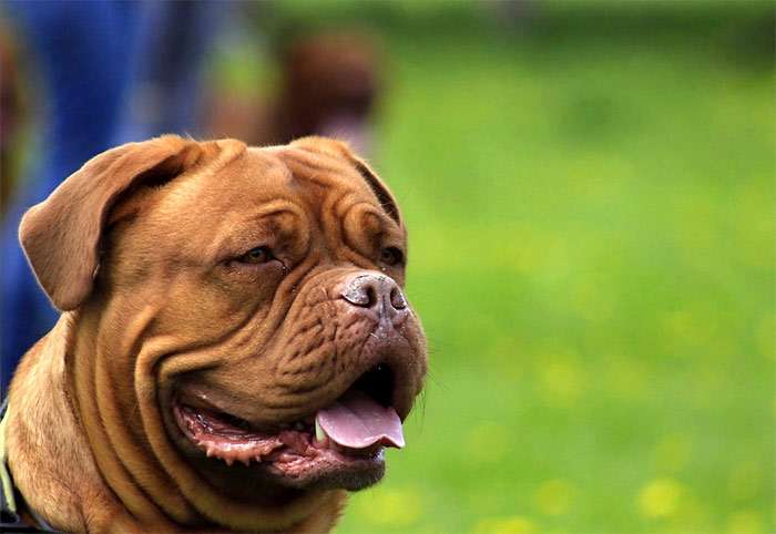 Бордоский дог, фото фотография собаки