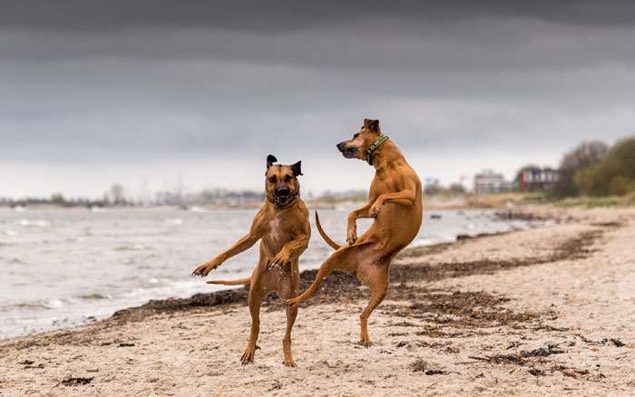 Рыжие собаки играют на пляже, фото фотография собаки