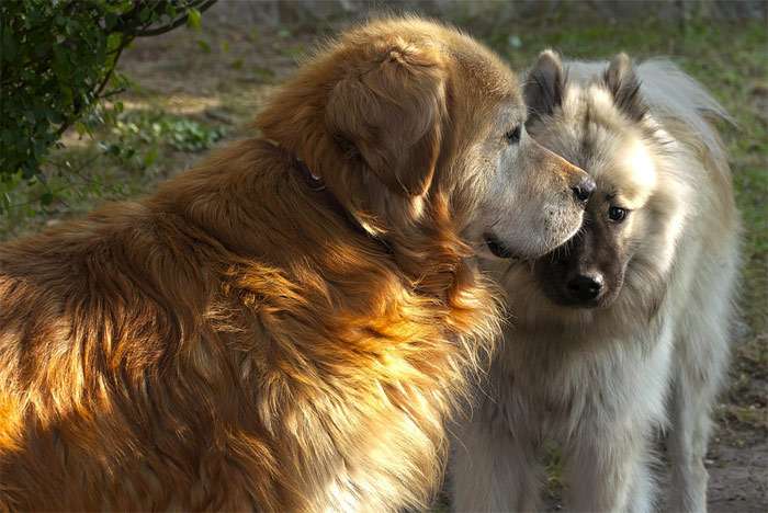 Обнюхивающие друг друга собаки, фото фотография
