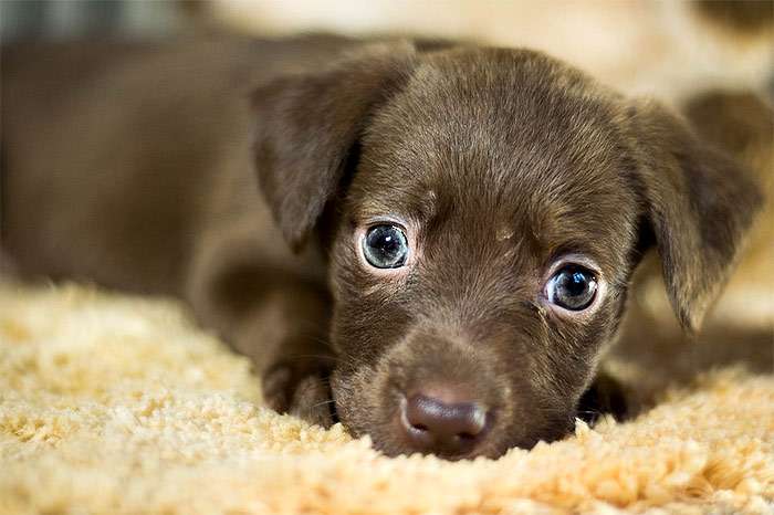 Коричневый щенок с большими голубыми глазами, фото фотография собаки