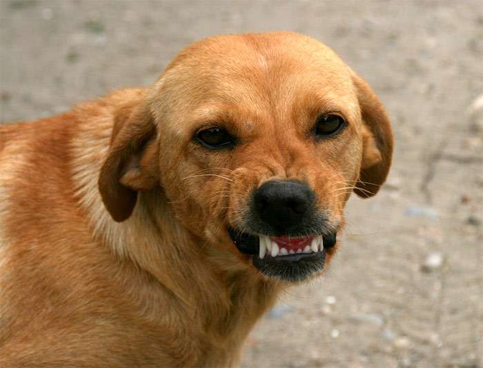 Собака скалится показывает зубы, фото фотография собаки
