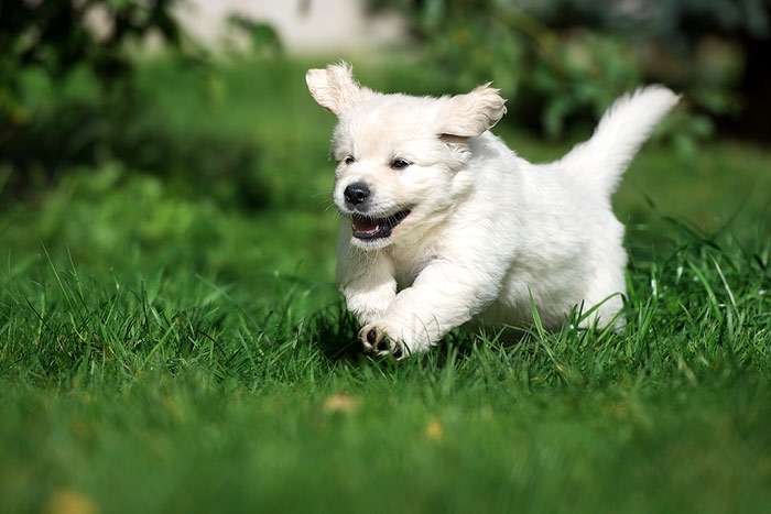 Щенок голден ретривера бежит по зеленой траве, фото фотография собаки