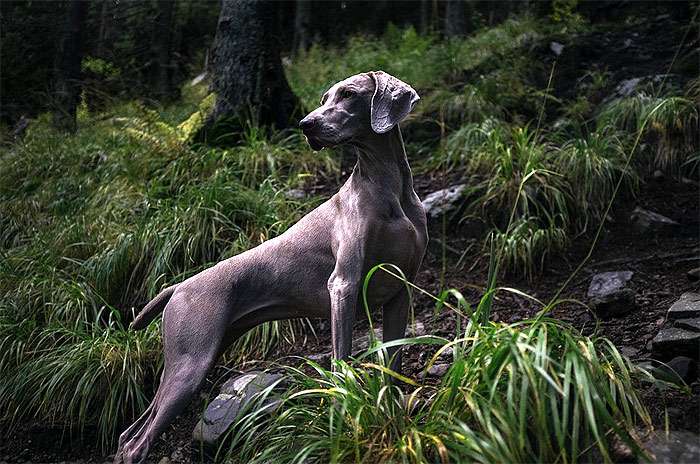 Веймаранер, веймарская легавая в лесу, фото фотография собаки