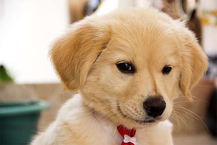 Забавный рыжий щенок, фото фотография собаки