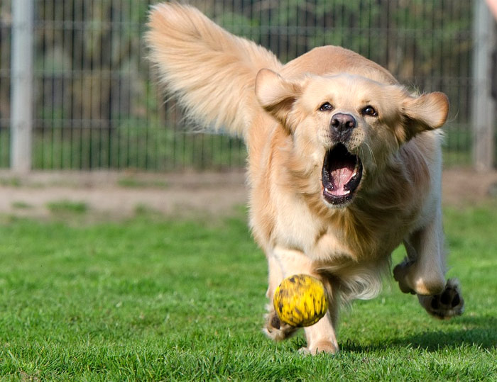 Голден ретривер пытается поймать мячик, фото фотография собаки