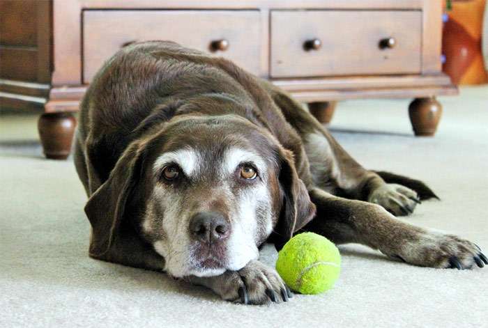 Старая седая собака лежит около желтого мяча, фото фотография собаки