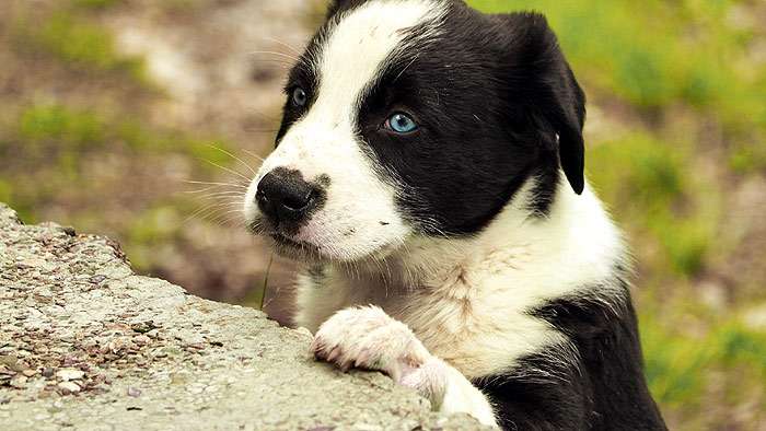 Черно-белый щенок с голубыми глазами, фото фотография собаки