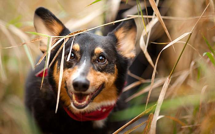 Вельш-корги прячется в траве, фото фотография собаки