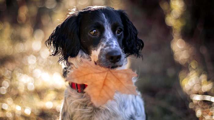 Спаниель держит во рту лист клена, фото фотография собаки