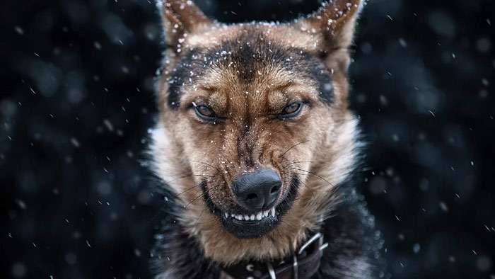 Злая, недовольная собака, скалится, показывает зубы, фото фотография собаки