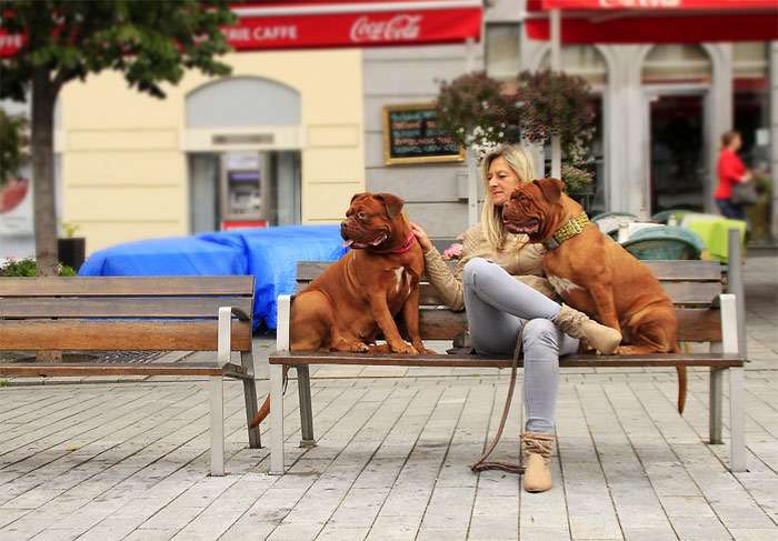 Женщина и два бордоских дога сидят на скамейке в городе, фото фотография собаки