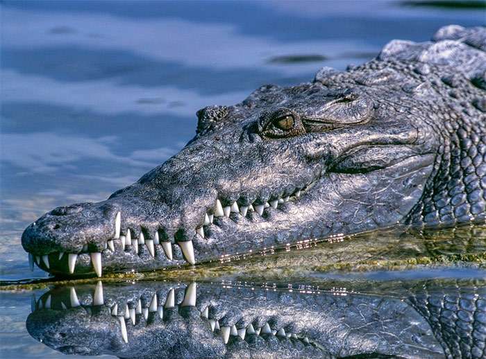 Морда крокодила, фото фотография рептилии