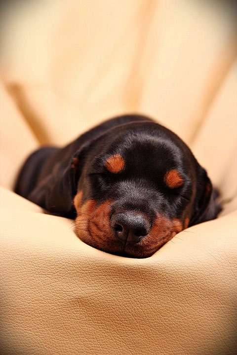 Спящий щенок добермана, фото фотография собаки