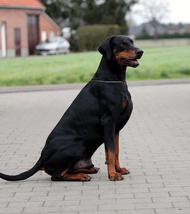Доберман с некупированными ушами и хвостом сидит на тротуаре, фото фотография собаки