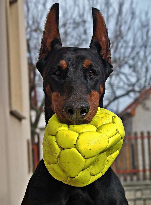 Черный доберман в зубах держит желтый мяч, фото фотография собаки