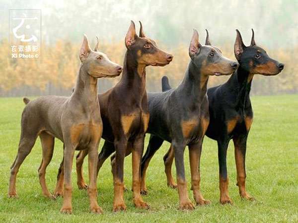 Четыре окраса добермана, фото фотография собаки