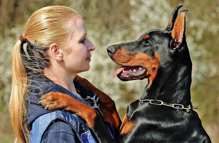 Доберман положил передние лапы на плечи девушке, фото фотография собаки