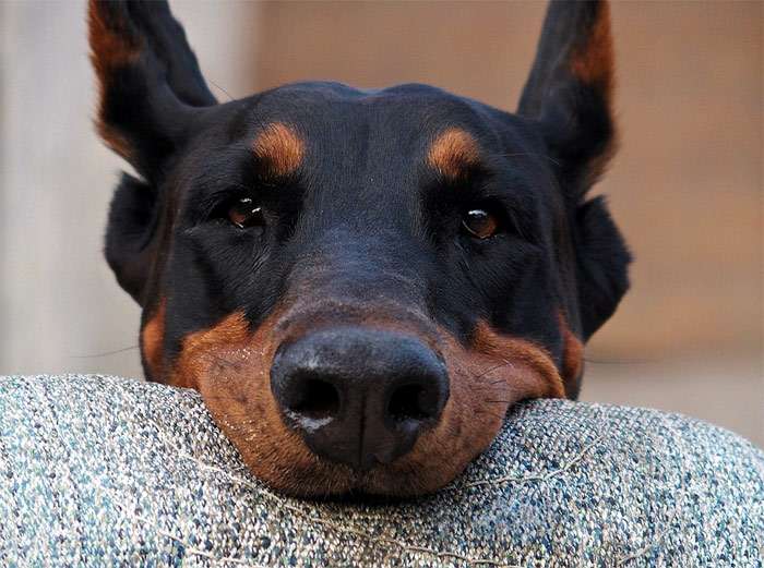 Черный доберман держит предмет в зубах, фото фотография собаки