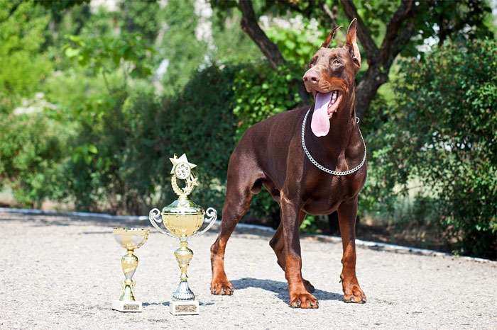 Коричневый доберман стоит рядом с кубками, фото фотография собаки