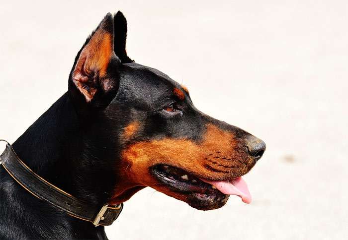Голова черного добермана, фото фотография собаки