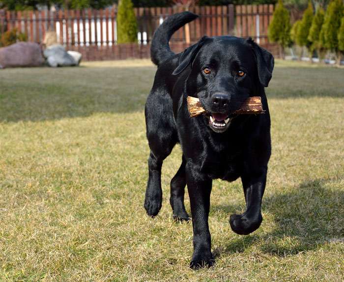 Черный лабрадор несет апорт в пасти, фото фотография собаки