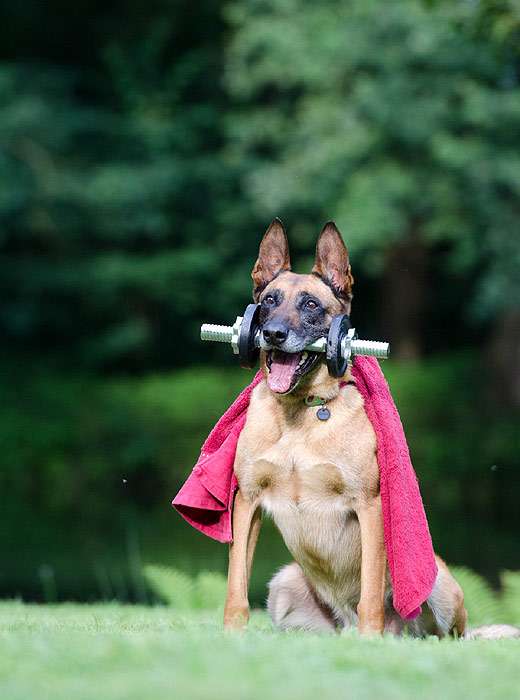 Бельгийская овчарка держит в зубах металлическую гирю, фото фотография собаки