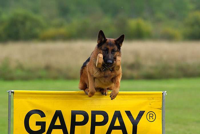 Немецкая овчарка перепрыгивает через барьер с апортом в зубах, фото фотография собаки