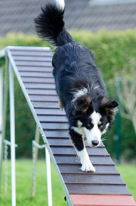 Бордер-колли спускается со сплошной лестницы, фото фотография собаки