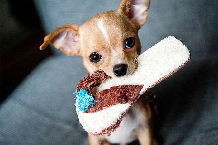 Щенок чихуахуа держит в пасти тапочек, фото фотография собаки