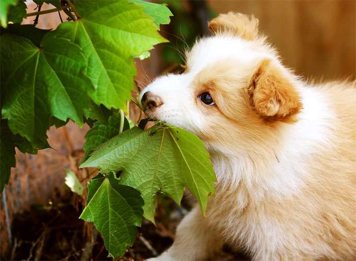 Пушистый белый щенок грызет лист винограда, фото фотография собаки