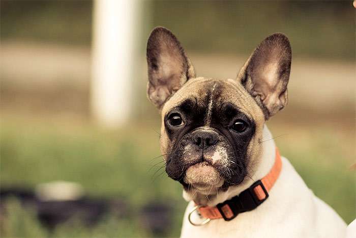 Щенок французского бульдога, фото фотография собаки