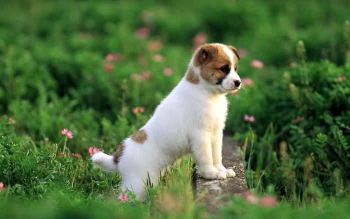 Бело-коричневый щенок гуляет по зеленой траве, фото фотография собаки
