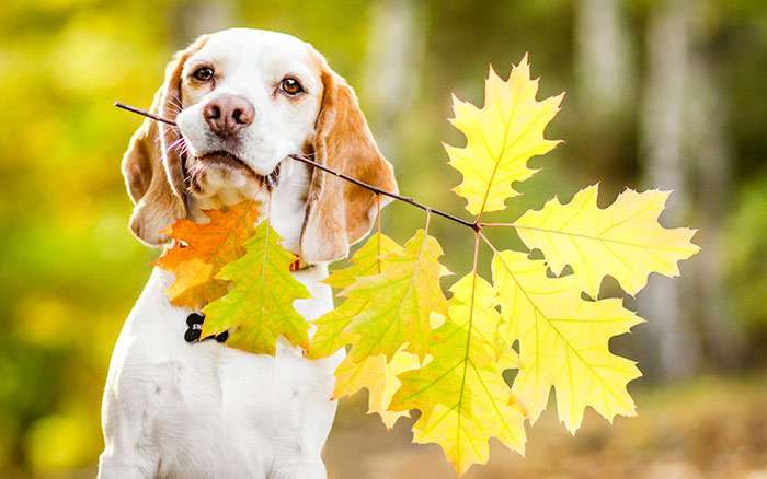 Щенок гончей держит в зубах ветку с листьями, фото фотография собаки