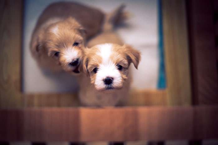 Два забавных щенка, фото фотография собаки