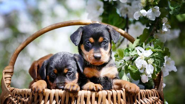 Два щенка ротвейлера сидят в корзине, фото фотография собаки