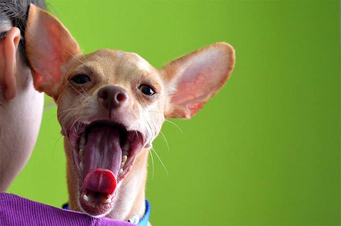 Зевающая мини собачка, фото фотография собаки