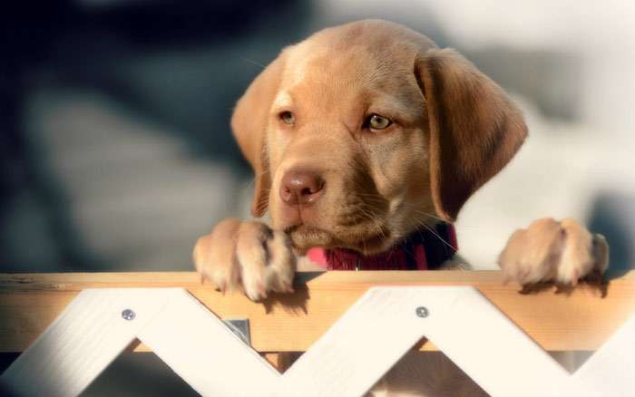 Щенок за оградой, фото фотография собаки