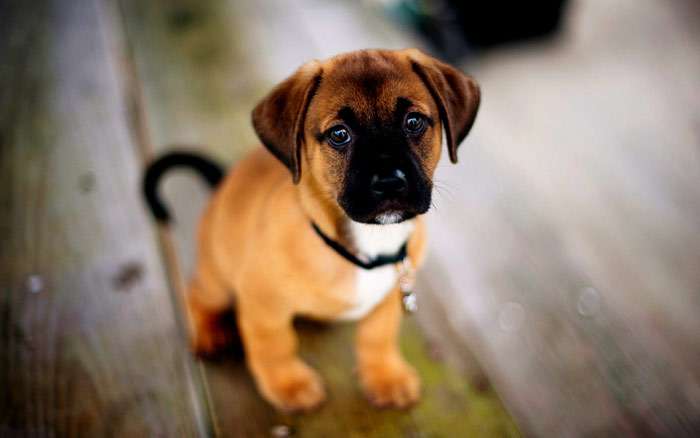 Палевый щенок смотрит жалобными глазами, фото фотография собаки