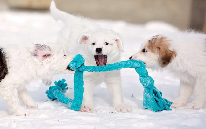 Три белых пушистых щенка, фото фотография собаки