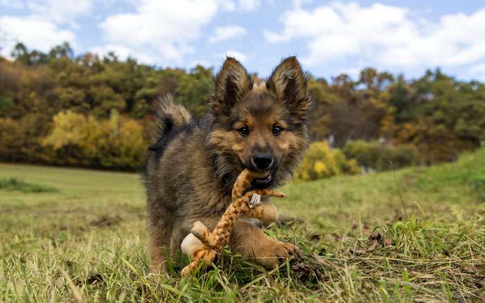 Смешной щенок с веревочной игрушкой гуляет в поле, фото фотография собаки