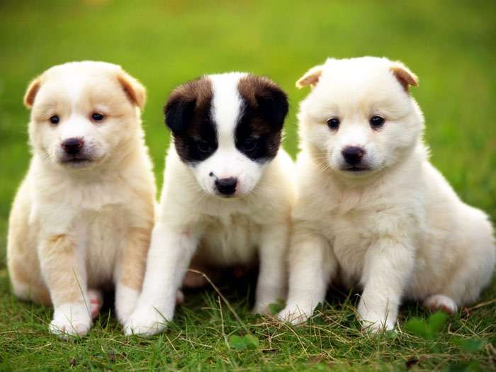 Три белых щенка сидят на траве, фото фотография собаки