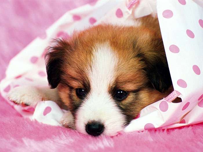 Маленький щенок на розовом одеяле, фото фотография собаки