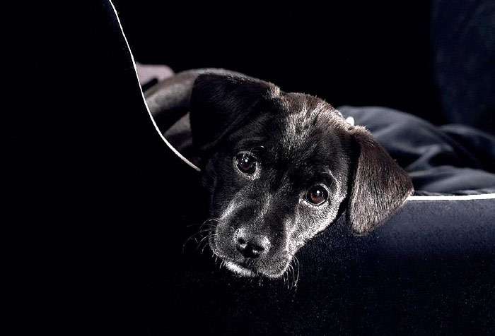 Черный щенок лежит в кресле, фото фотография собаки